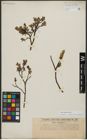 Foto von Salix waldsteiniana Willd.